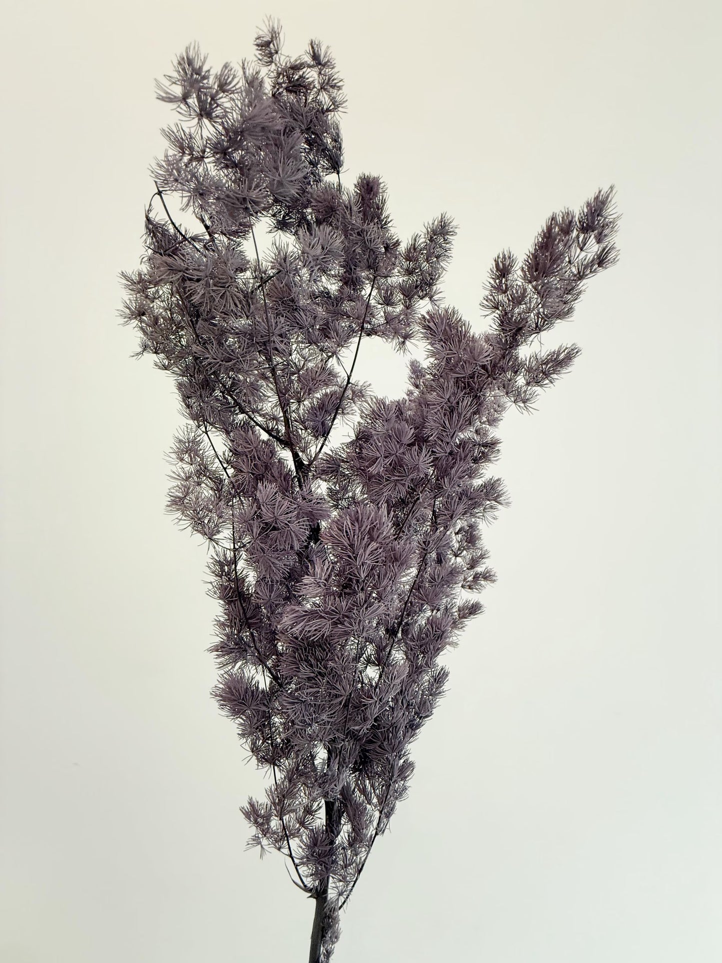 Purple Asparagus Stem – Dried Floral Arrangement