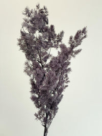 Purple Asparagus Stem – Dried Floral Arrangement