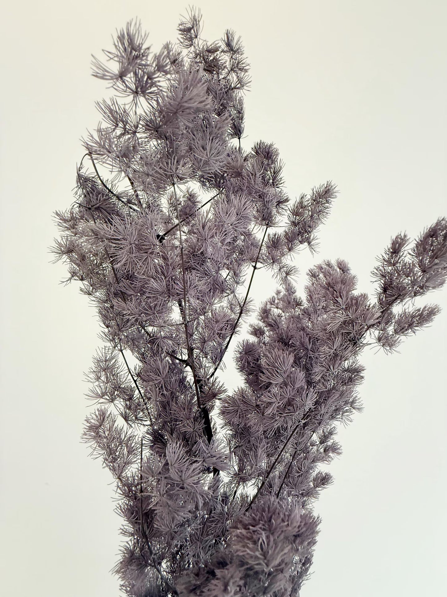 Purple Asparagus Stem – Dried Floral Arrangement