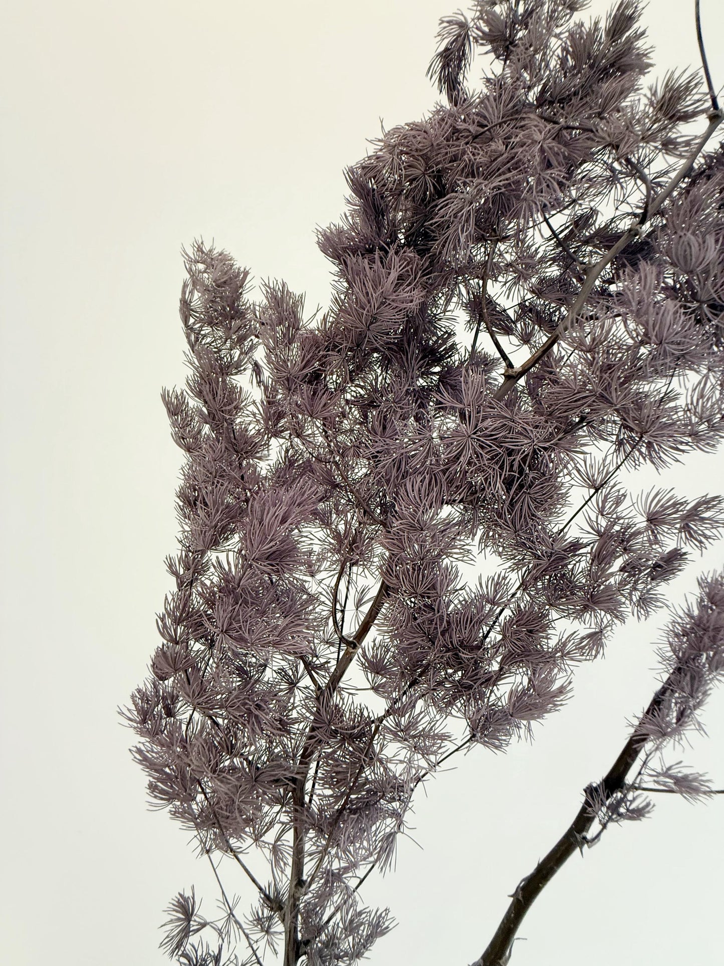 Purple Asparagus Stem – Dried Floral Arrangement