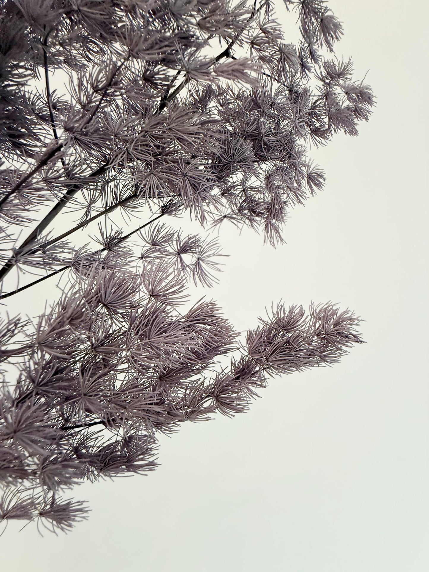 Purple Asparagus Stem – Dried Floral Arrangement