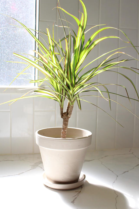 Dracaena Lemon Lime Dragon Tree – Easy Care Indoor Plant