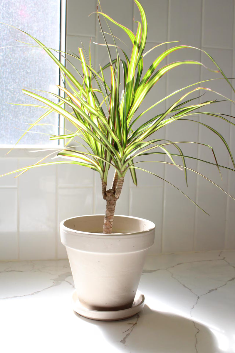 Dracaena Lemon Lime Dragon Tree – Easy Care Indoor Plant