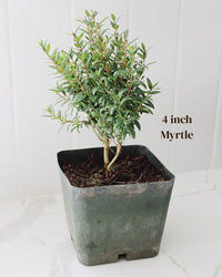 Dwarf Myrtle – Evergreen Bonsai Starter Tree (2 Inch)