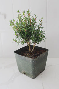 Dwarf Myrtle – Evergreen Bonsai Starter Tree (4 Inch)