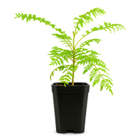 Jacaranda Tree Starter – Purple Flowering Tropical Plant for Garden