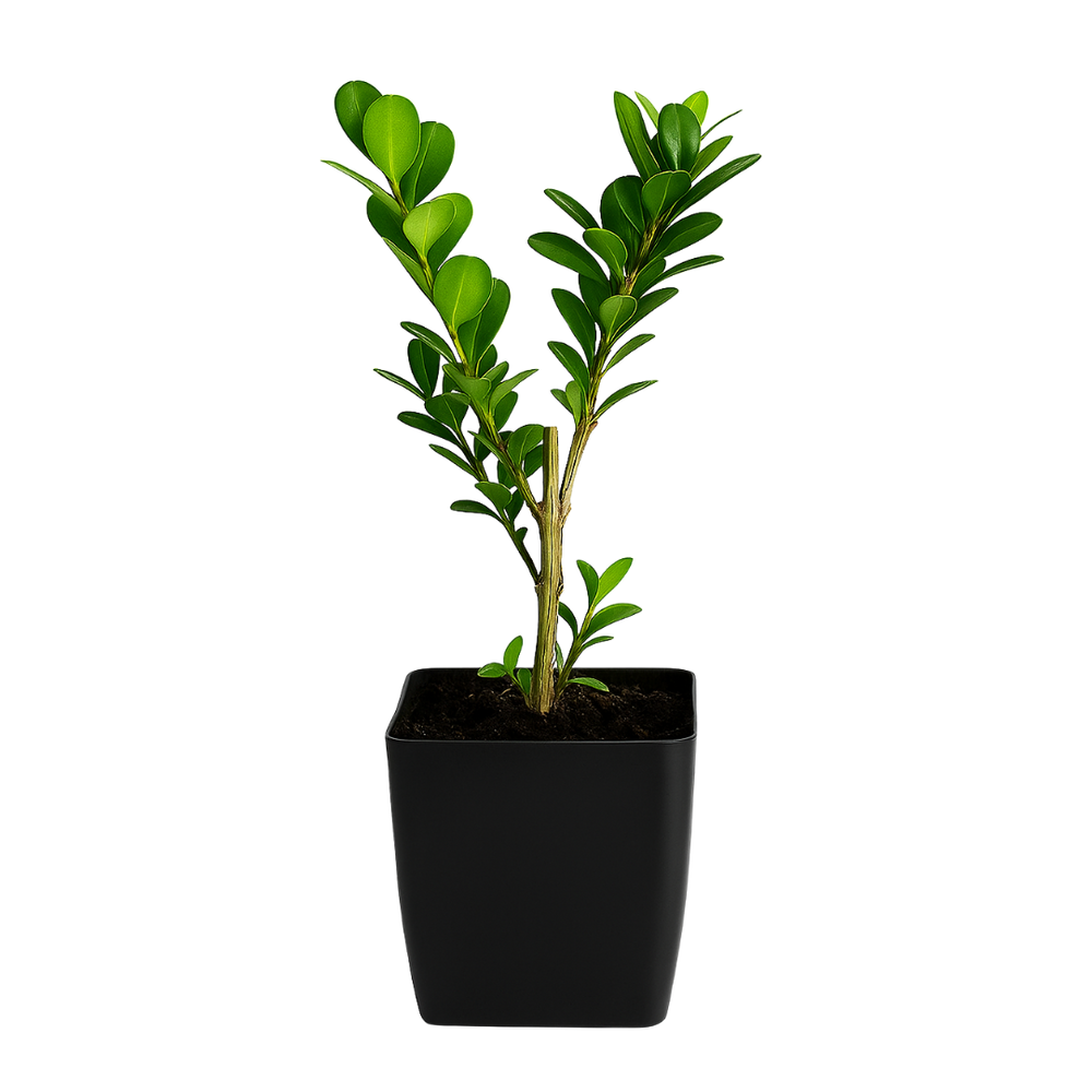 Japanese Boxwood – Evergreen Bonsai Starter Shrub