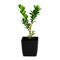 Japanese Boxwood – Evergreen Bonsai Starter Shrub