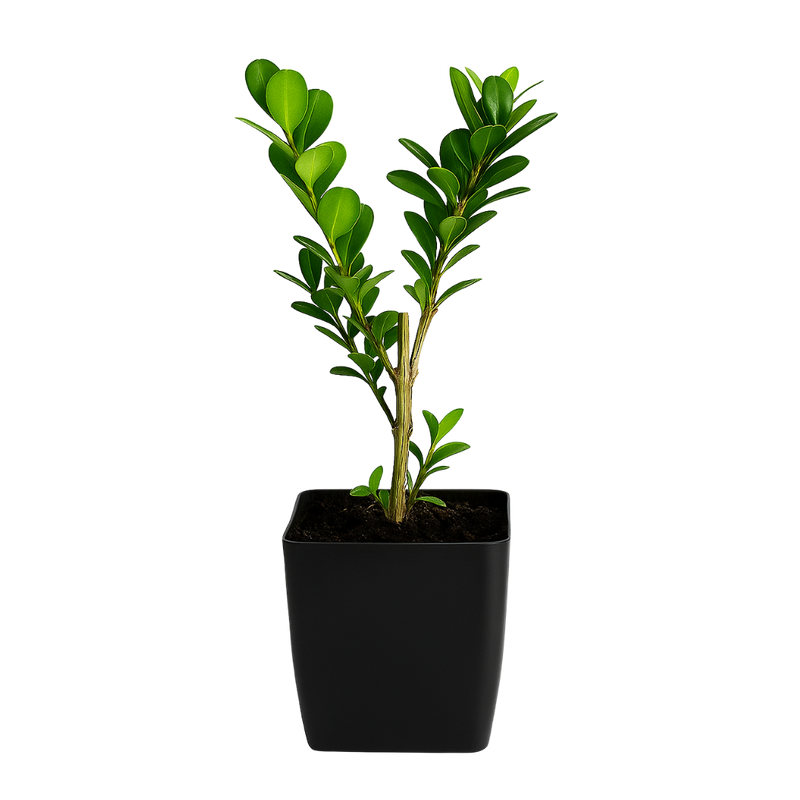 Japanese Boxwood – Evergreen Bonsai Starter Shrub