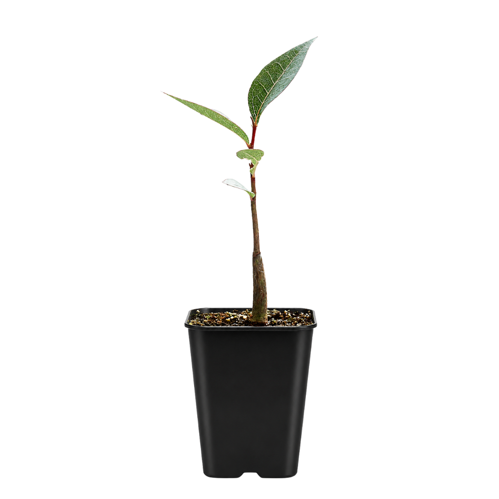 Kurrajong Bonsai Starter Tree - Beginner Gift for Bonsai Lover