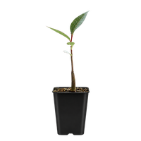 Kurrajong Bonsai Starter Tree - Beginner Gift for Bonsai Lover
