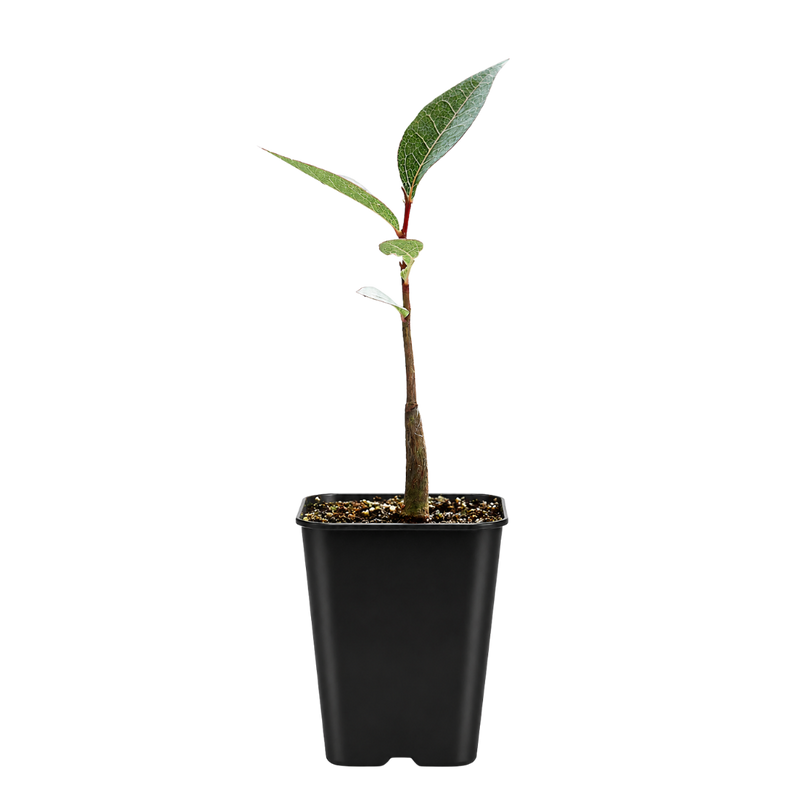 Kurrajong Bonsai Starter Tree - Beginner Gift for Bonsai Lover