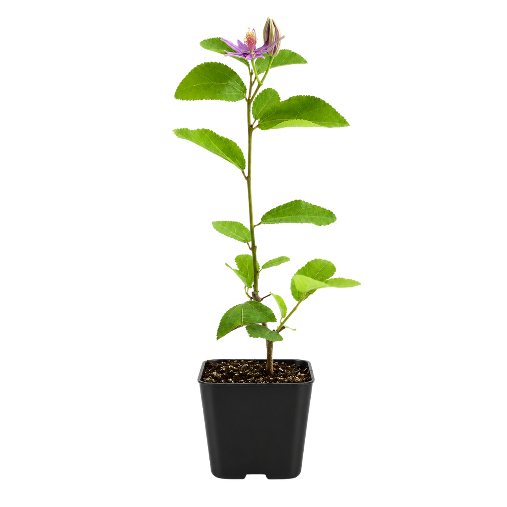 Lavender Star Flower – Evergreen Flowering Bonsai Starter
