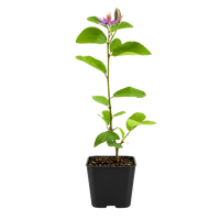 Lavender Star Flower – Evergreen Flowering Bonsai Starter