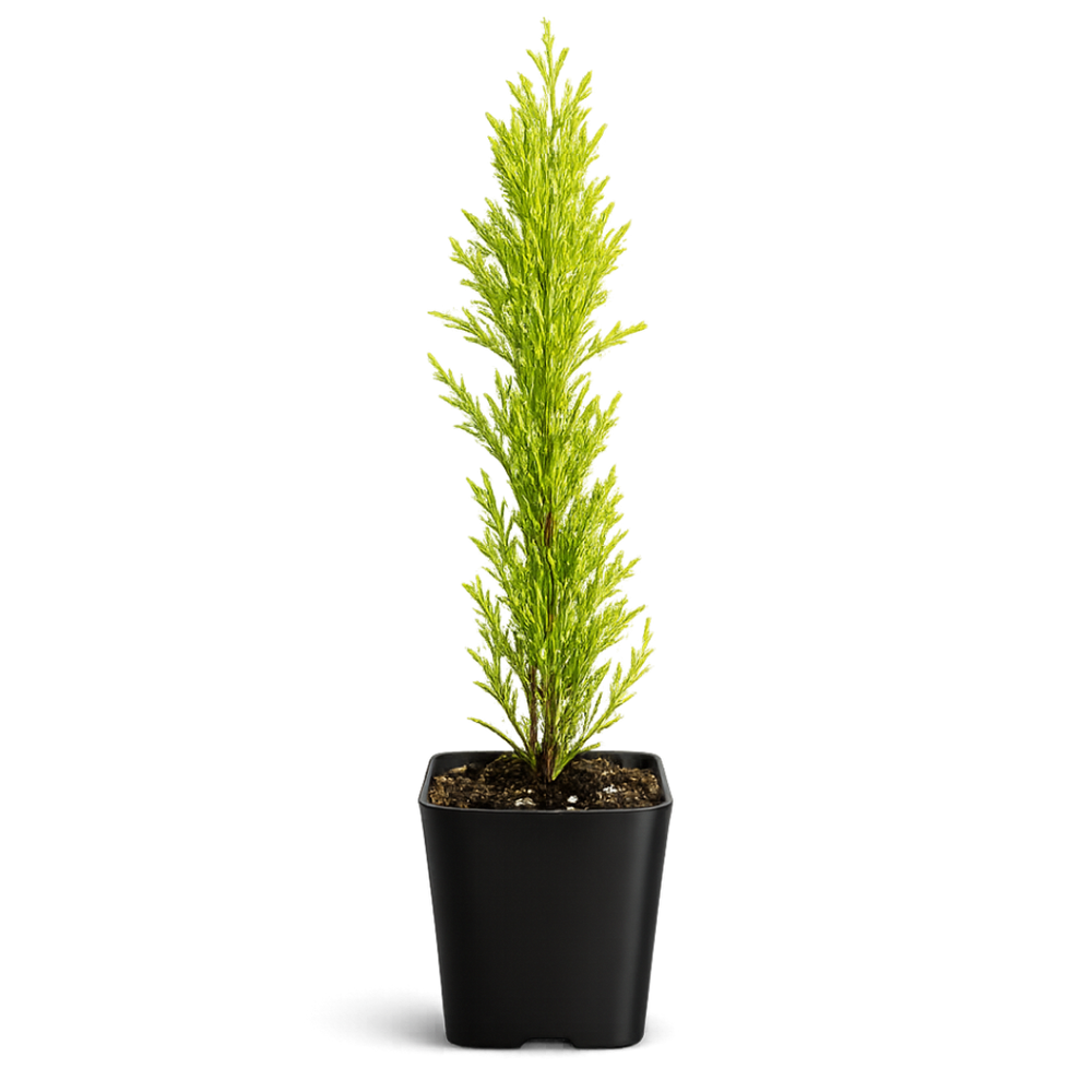 Lemon Scented Cypress Bonsai Tree – Evergreen Starter Tree for Garden