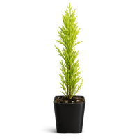 Lemon Scented Cypress Bonsai Tree – Evergreen Starter Tree for Garden