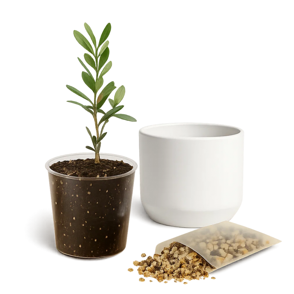 Little Ollie Bonsai Gift Set