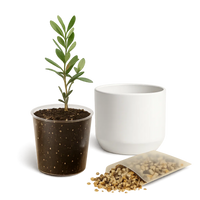 Little Ollie Bonsai Gift Set