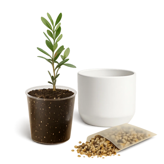 Little Ollie Bonsai Gift Set