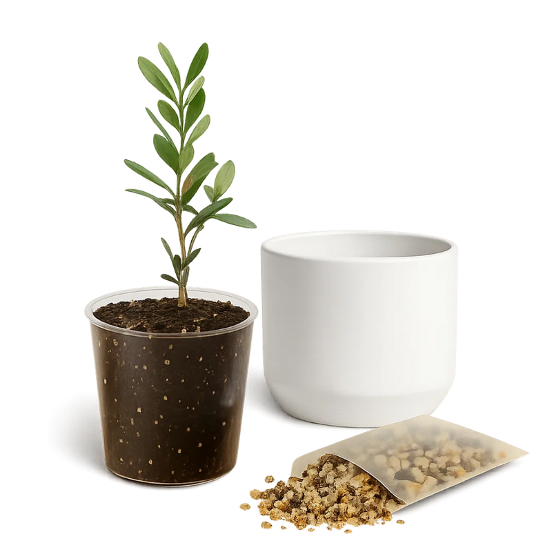 Little Ollie Bonsai Gift Set