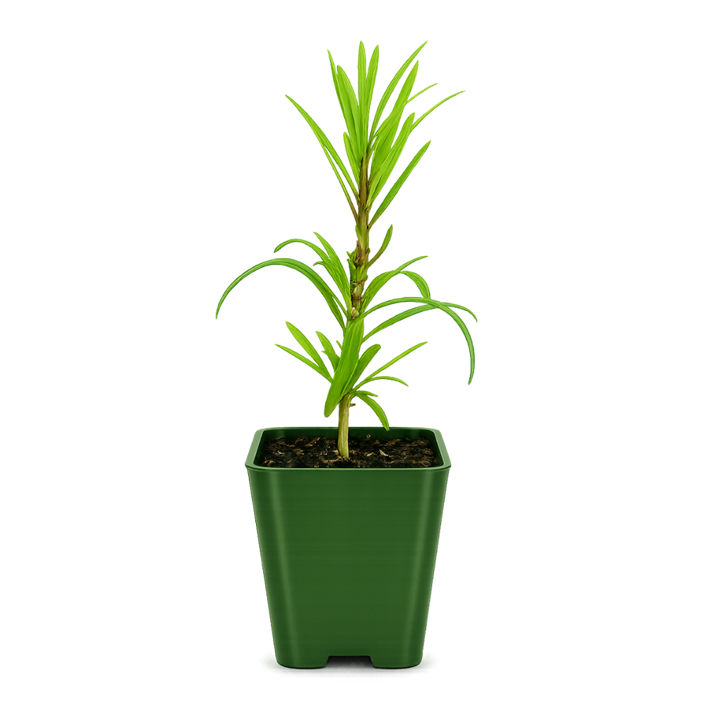 Maki Tree (Podocarpus) – Evergreen Bonsai Starter Tree