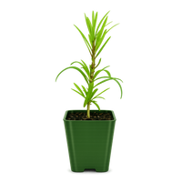 Maki Tree (Podocarpus) – Evergreen Bonsai Starter Tree
