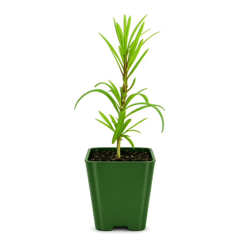 Maki Tree (Podocarpus) – Evergreen Bonsai Starter Tree
