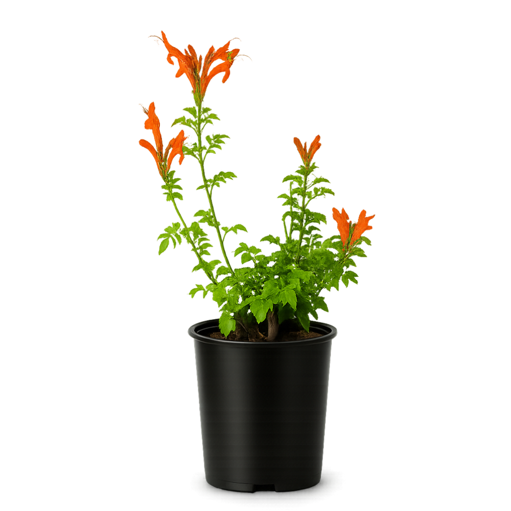 Orange Cape Honeysuckle – Climbing Garden Shrub (1 Gallon)