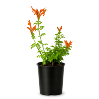 Orange Cape Honeysuckle – Climbing Garden Shrub (1 Gallon)