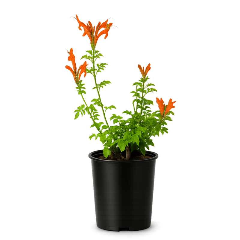 Orange Cape Honeysuckle – Climbing Garden Shrub (1 Gallon)