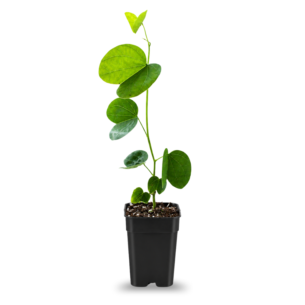 Orchid Tree – Flowering Garden Starter Tree
