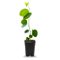 Orchid Tree – Flowering Garden Starter Tree