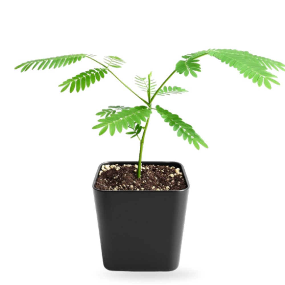 Persian Pink Mimosa – Ornamental Flowering Starter Tree