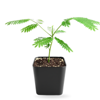 Persian Pink Mimosa – Ornamental Flowering Starter Tree