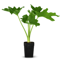 Mini Philodendron Selloum Hope - Live Starter Plant for Indoor