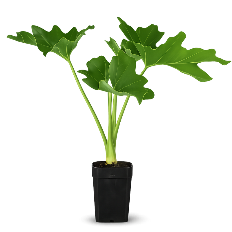 Mini Philodendron Selloum Hope - Live Starter Plant for Indoor