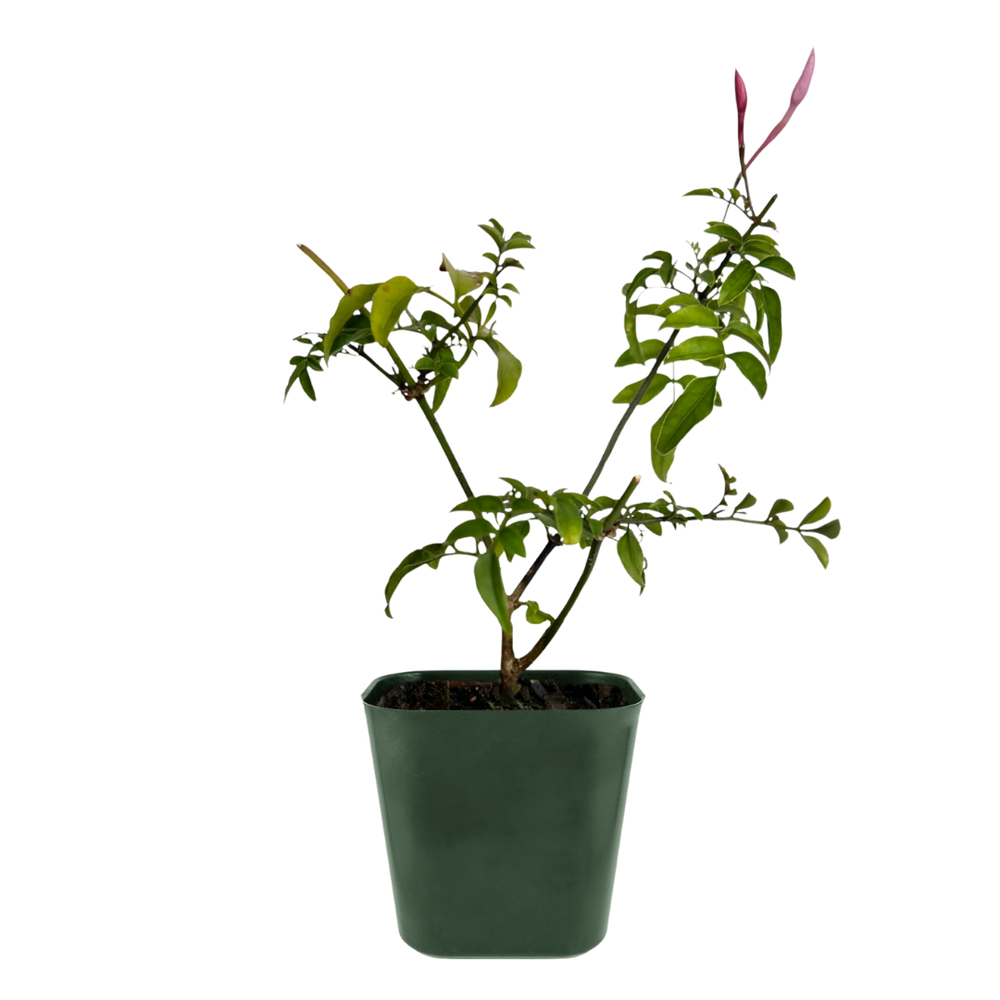 Pink Jasmine Vine - Fragrant Jasminum Polyanthum Starter Plant