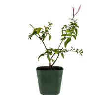 Pink Jasmine Vine - Fragrant Jasminum Polyanthum Starter Plant