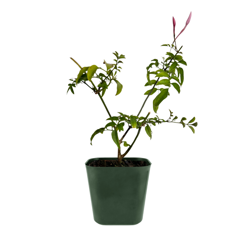 Pink Jasmine Vine - Fragrant Jasminum Polyanthum Starter Plant