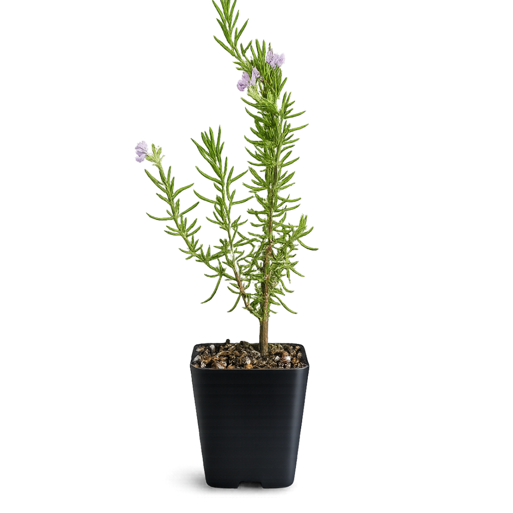 Pink Rosemary Majorca – Fragrant Culinary Herb Starter