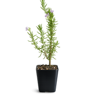 Pink Rosemary Majorca – Fragrant Culinary Herb Starter