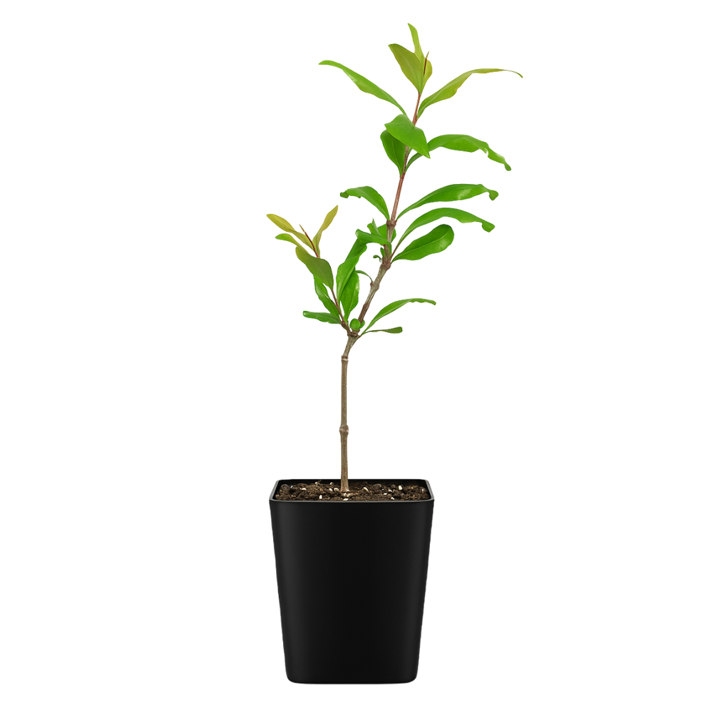 Wonderful Pomegranate – Edible Fruit Starter Plant