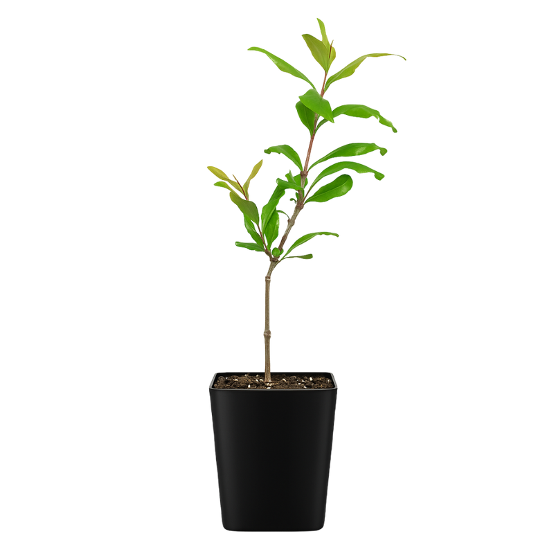 Wonderful Pomegranate – Edible Fruit Starter Plant