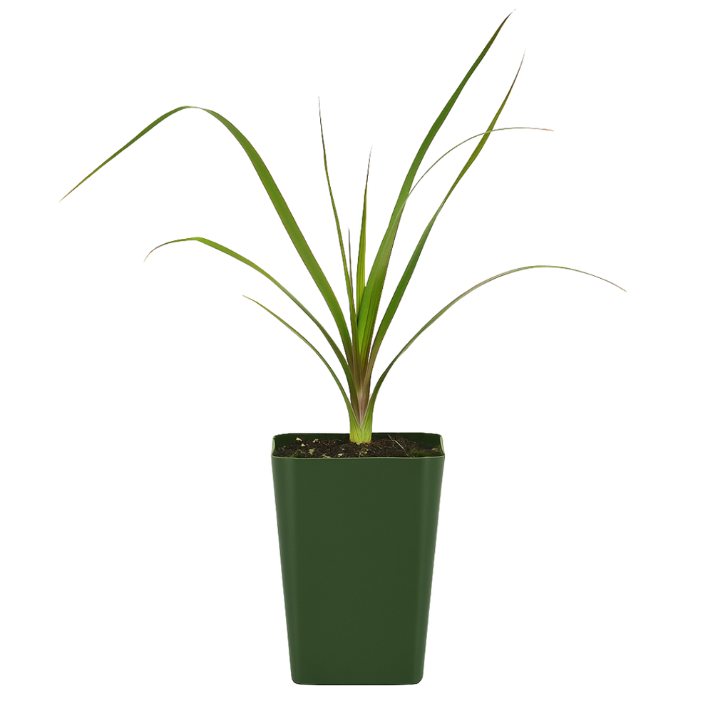 Ponytail Palm – Easy Care Indoor Desk Plant