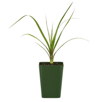 Ponytail Palm – Easy Care Indoor Desk Plant