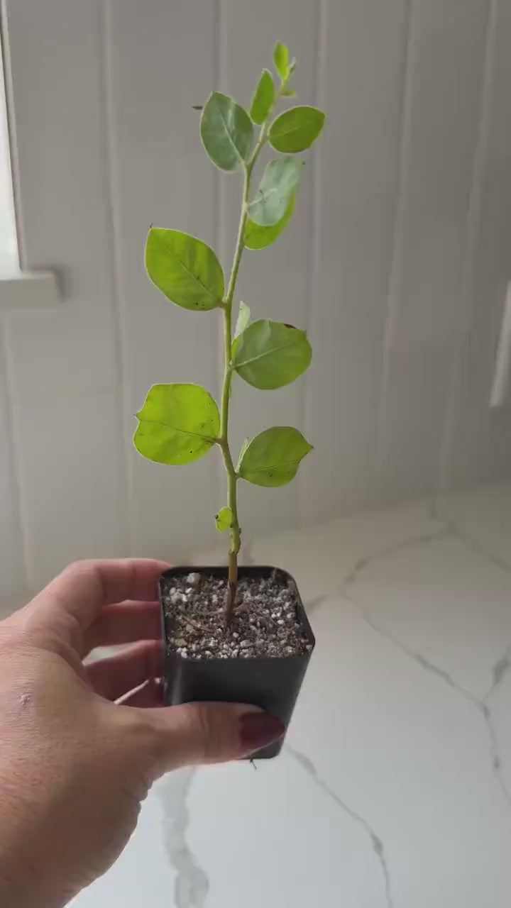 Pearl Acacia Sapling Plant – Yellow Flower Sage Bonsai Starter Tree