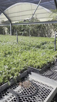 Custom Upgrade | Pick Your Plant Before Shipping