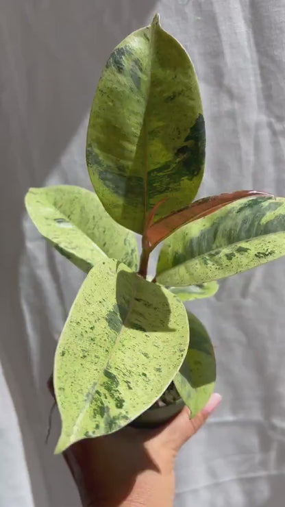 Ficus Shivereana Moonshine – Variegated Yellow Rubber Tree in 4" Pot