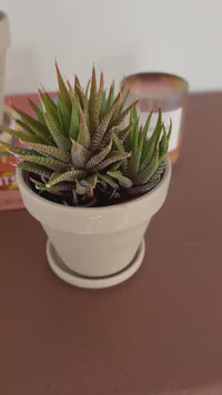 Terracotta Plant Pot with Drainage – Small Planter with Saucer