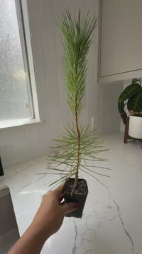 Japanese Black Pine Bonsai – Live Tree Starter Gift for Plant Lovers